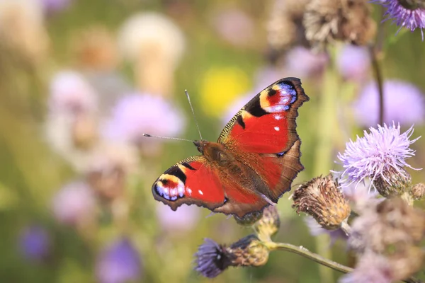 Kelebek inachis g/ç bir çayırda dinlenme peacock. Üstten görünüm, kanatları açık