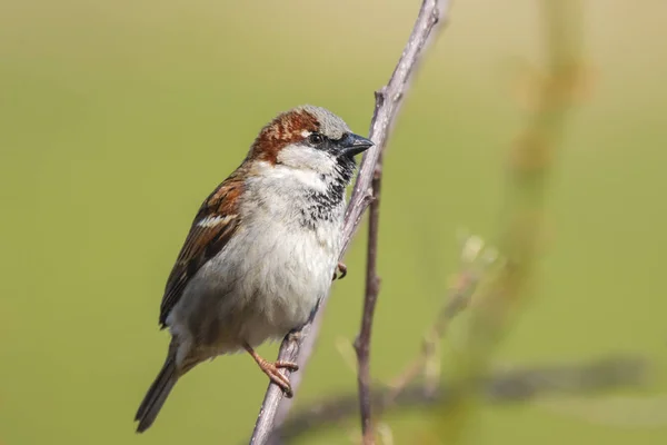 Nahaufnahme Eines Männlichen Haussperlings Passer Domesticus Auf Nahrungssuche Einer Hecke — Stockfoto