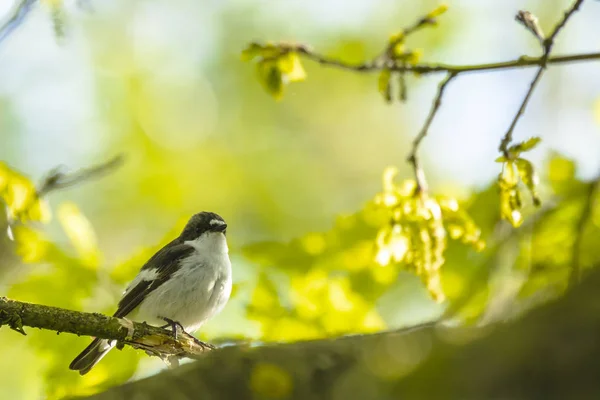 Primo Piano Uccello Carnivoro Europeo Ficedula Hypoleuca Appollaiato Ramo Che — Foto Stock