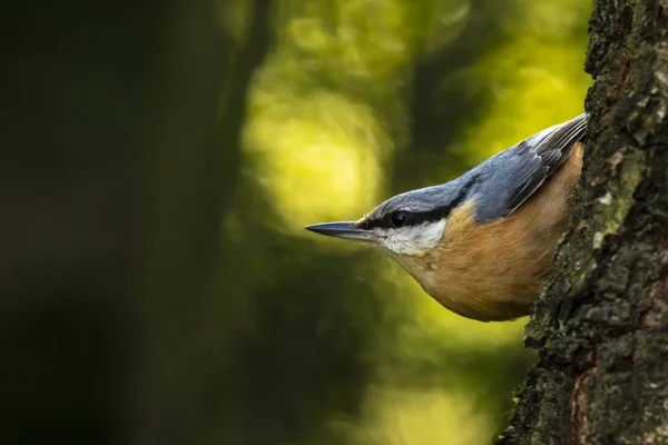 유라시아 Nuthatch Nuthatch Sitta 숲에서 구하고 지점에 있습니다 선택적 초점은 — 스톡 사진