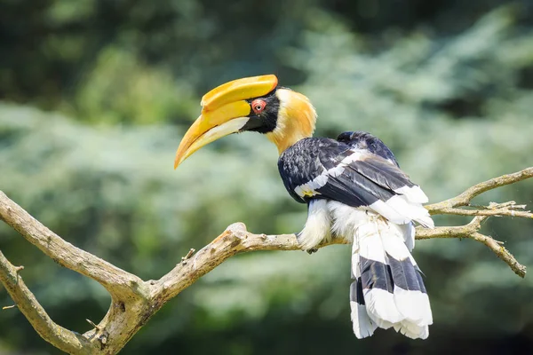 Hornbil 훌륭한 Hornbill Hornbill Buceros Bicornis 지에서 조류의 초상화 — 스톡 사진