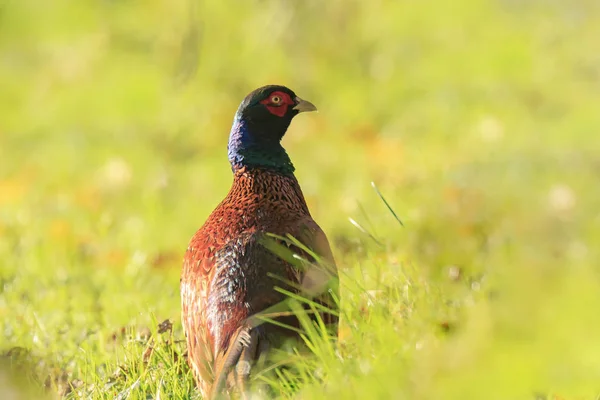 Faisão Macho Phasianus Colchicus Caminhando Por Campo Grama Busca Comida — Fotografia de Stock