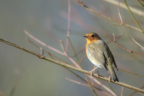 春季交配季节 欧洲知更鸟 Erithacus Rubecula 在阳光下歌唱 — 图库照片