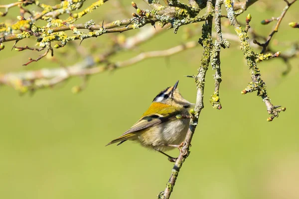 Bir küçük ortak firecrest (Regulus ignicapilla) kuş ile ağaçlar ve bush dalları Bahar sırasında güneşli bir günde yiyecek arama, portre