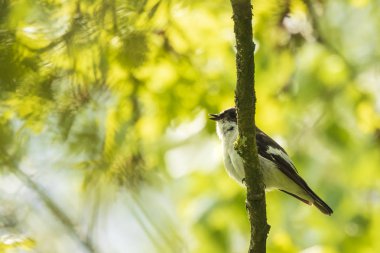 Bir Avrupa closeup Alaca sinekkapan kuş (Ficedula hypoleuca) bir dalda, tıraşlama yeşil bir ormanda ilkbahar çiftleşme sırasında şarkı.