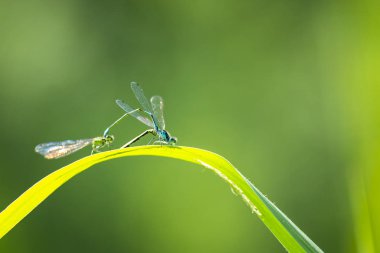 Bir erkek ve dişi mavi kuyruklu kız sineğinin ya da yaygın mavi kuyruklu Ischnura elegans 'ın yakın çekimi kalp ya da tekerlek şeklinde çiftleşen bir çift yapıyor..