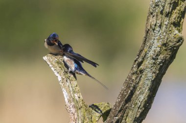 Bbarn kırlangıç kuşu (Hirundo rustica) ahşap bir oturum açma sırasında bahar tünemiş. Bu ahır büyük bir grup yiyecek arama ve böcekler ve onların zaman zaman dinlenme onların döner alarak avı.