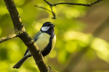 Parlak güneş ışığı altında ahşap bir büyük baştankara kuş, Parus Major, closeup portresi tünemiş