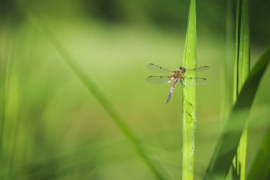 Yakın çekim dört benekli chaser (Libellula quadrimaculata) veya gün ışığında yeşil sazlık dinlenme dört benekli kepçe yusufçuk.