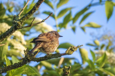 Dunnock 'un yakın çekimi, Prunella modülleri, ağaç vitrininde bir kuş ve ilkbaharda bir dişiyi cezbetmek için sabahın erken saatlerinde şarkı söylemesi..