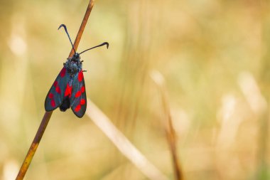 Bir altı-spot burnet closeup kelebek Zygaena filipendulae, gündüz ragwort sarı çiçekler Jacobaea vulgaris tozlaşmayı.