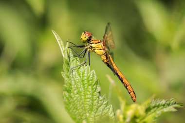 Bir ortak Pasifik'ten oğlan Sympetrum striolatum yan görünüm yaymak kanatlarını ile o erken, sıcak güneş ışığı onun kanatları kurutma