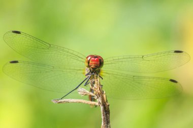 Bir kırmızı renkli erkek kırmızı Pasifik'ten oğlan (Sympetrum sanguineum) bitki örtüsü üzerinde asılı close-up. Güneş ışığı altında bir çayırda dinlenme.