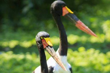 Portre renkli eyer - gagalı leylek (Ephippiorhynchus senegalensis) duran yeşil bir çayırda kapatın.
