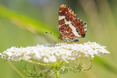 Harita kelebek, araschnia levana, üzerinde beyaz çiçek pollinating alt wings yan görünümü yakın çekim yaşlı masterwort ot yer. Bu yaz damızlık beyaz markings ile siyah.