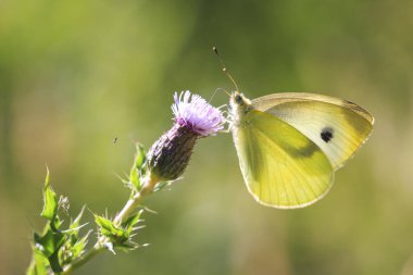 Küçük beyaz (Pieris rapae) kelebek bir güneşli yaz günü gelen bir ormandaki bir mor thistle çiçek nektarı besleme
