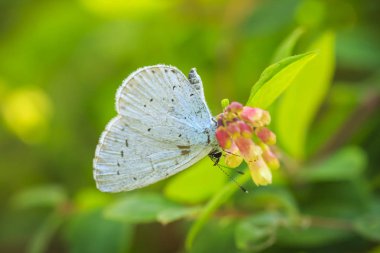 Bir çiçek besleme holly mavi (Celastrina argiolus) kelebek. Holly mavi soluk fildişi noktalı benekli soluk gümüş-mavi kanatları vardır.