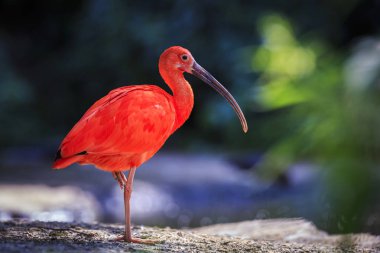 Kızıl aynak Eudocimus ruber tropikal wader kuş yere yiyecek arama kuş. Trinidad ve Tobago iki Ulusal kuş biridir. 