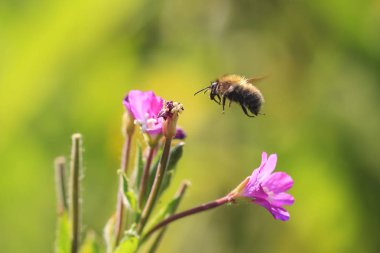 Portre, bir Batı bal arısı veya nektar pembe çiçek besleme Avrupa bal arı (Apis mellifera)