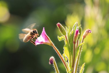 Portre, bir Batı bal arısı veya nektar pembe çiçek besleme Avrupa bal arı (Apis mellifera)