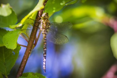 Güneşli bir günde bir ormana bir ağacın altında oturan bir göçmen hawker Aeshna mixta closeup bırakır.
