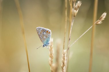 Bir alanda gün batımı sırasında dinlenme bir uyku ortak mavi kelebek, Polyommatus icarus, closeup