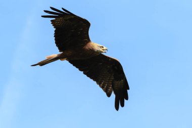 Siyah uçurtma Milvus migrans Yırtıcı Kuş Uçuş, güneşli bir günde avcılık.