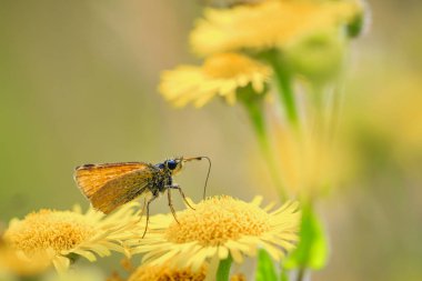 Essex Kaptan (Thymelicus lineola) tozlaşmayı ve güneşli bir gün boyunca bir çayırda sarı çiçekler beslenirler