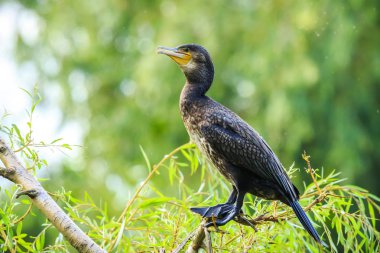 Bir ormana bir ağacın içinde büyük bir siyah karabatak Phalacrocorax carbo, closeup tünemiş. Canlı renkler ve parlak güneş ışığı.