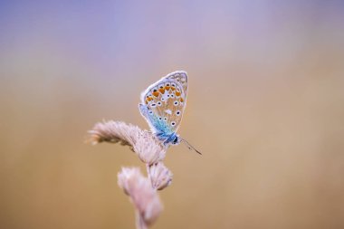 Ortak mavi kelebek, bir çayırda bir güneşli renkli gün batımı sırasında dinlenme Polyommatus icarus. Parlak ve canlı renkler.