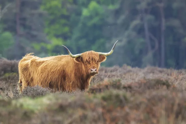 Közelkép Barna Vörös Highland Szarvasmarha Skót Szarvasmarha Fajta Bos Taurus — Stock Fotó