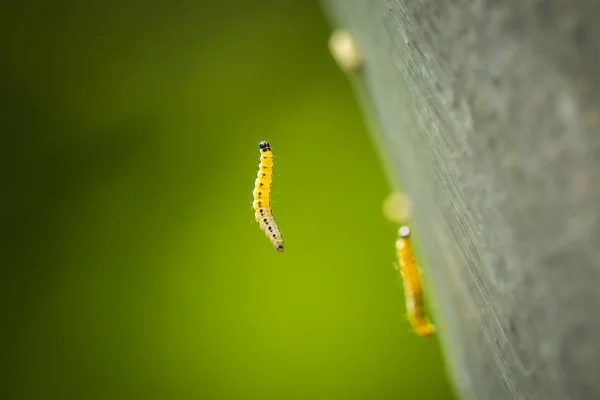 ใกล บหนอนผ อของตระก Yponomeutidae อแมลงเม าลายล างใยแก วมก นรอบต นไม — ภาพถ่ายสต็อก