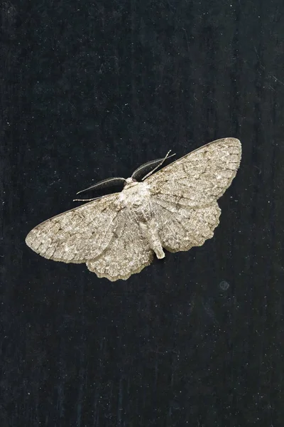 Closeup Pale Oak Beauty Hypomecis Punctinalis Moth Resting Dark Background — Stock Photo, Image