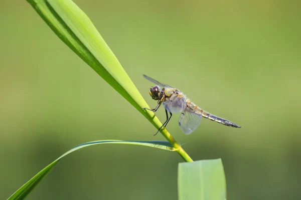 Gros Plan Chasseur Quatre Points Libellula Quadrimaculata Une Libellule Quatre — Photo