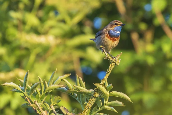 Ein Männlicher Blaukehlvogel Luscinia Svecica Cyanecula Der Singt Ein Weibchen — Stockfoto