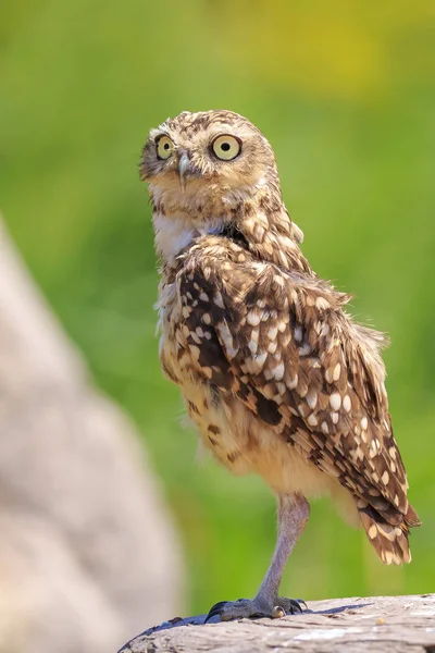 Burrowing Owl Athene Cunicularia Bird Prey Came Its Burrow Standing — Stock Photo, Image