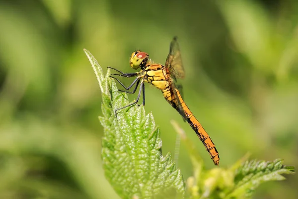 Side View Common Darter Sympetrum Striolatum His Wings Spread Drying — Stock Photo, Image
