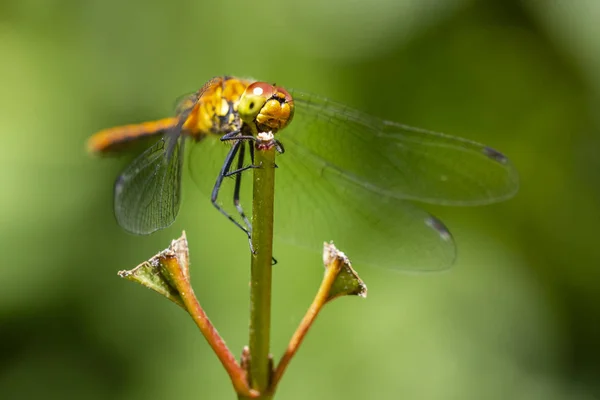 Close Uma Fêmea Mais Escura Rubicunda Sympetrum Sanguineum Pendurado Vegetação — Fotografia de Stock