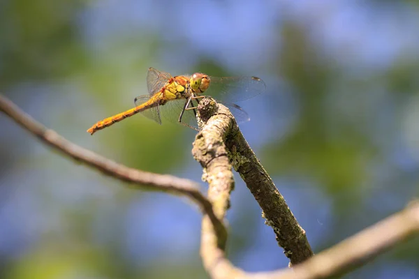 Vista Lateral Comum Darter Sympetrum Striolatum Com Suas Asas Abertas — Fotografia de Stock