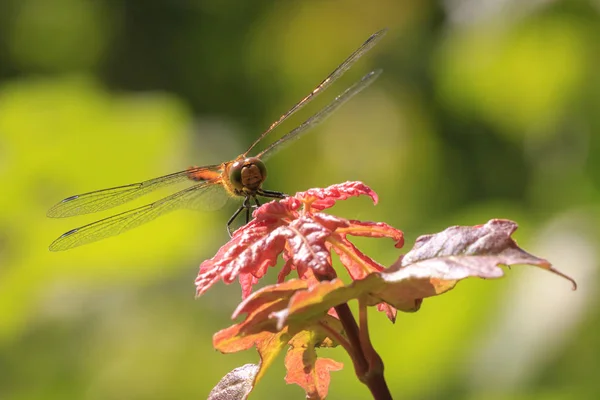 Вид Спереди Обыкновенного Darter Sympetrum Striolatum Распростертыми Крыльями — стоковое фото