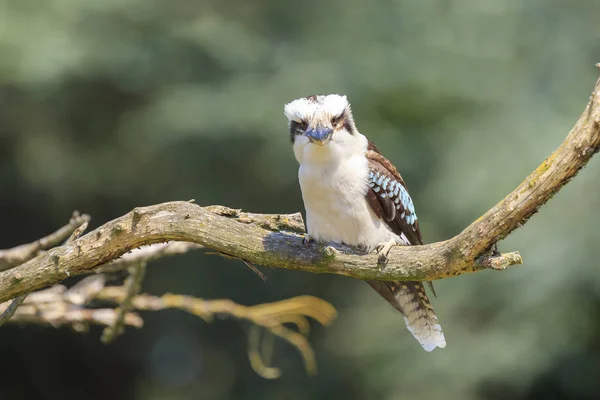 Closeup of a laughing kookaburra, Dacelo novaeguineae, kingfisher bird perched on a branch