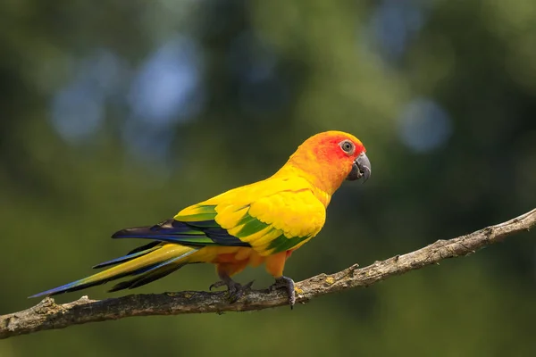 앵무새의 일요일 Conure Aratinga Solstitialis 조류의 그것은 크기의 Vibrantly 앵무새 — 스톡 사진