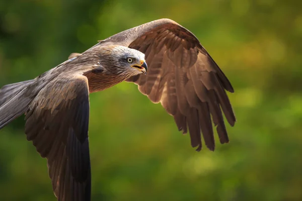 Milvus Migrans Ave Depredadora Vuelo Cazando Día Soleado — Foto de Stock