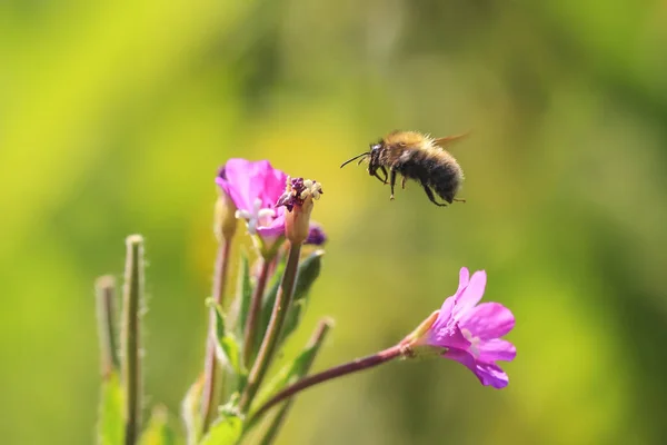 Closeup of a western honey bee or European honey bee (Apis mellifera) feeding nectar of pink flowers