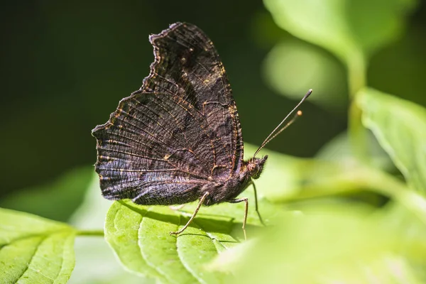 ヨーロッパの孔雀蝶 Aglais 牧草地側ビュー翼を閉じた状態で休んで — ストック写真