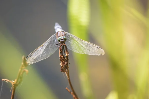 Чорно Хвостовий Скіммер Orthetrum Cancellatum Бабка Європи Азії Чоловічі Цятки — стокове фото