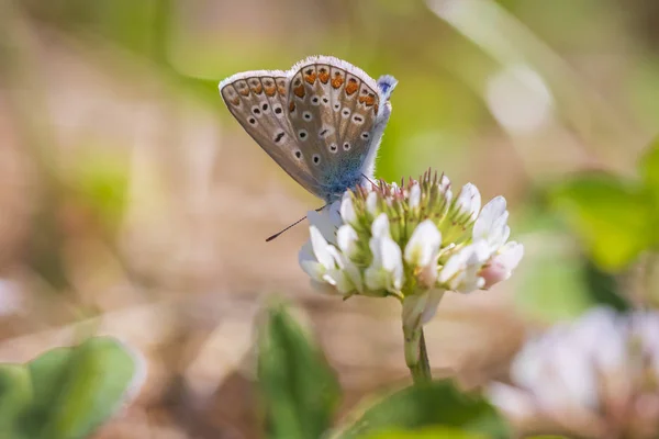 Female Common Blue Butterfly Polyommatus Icarus Pollinating White Clover Flower — Stock Photo, Image