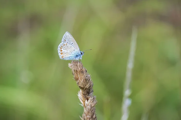 Tôt Matin Papillon Bleu Commun Polyommatus Icarus Reposant Dans Champ — Photo