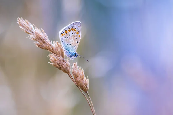 Обычная Голубая Бабочка Polyommatus Icarus Отдыхает Лугу Время Солнечного Красочного — стоковое фото