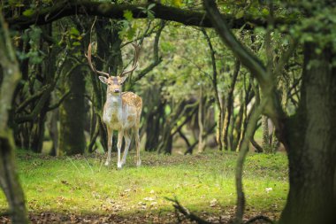 Büyük alageyik buck, Dama Dama, sonbahar mevsiminde yeşil bir ormanda yürüyüş büyük geyik boynuzu ile.